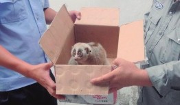 爆料救助小动物视频,网友捕捉感人瞬间，携手守护生命之光